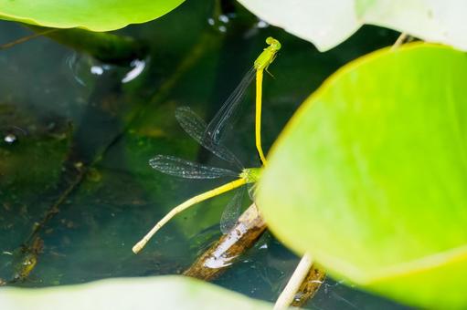 Photo, dragonfly, key dragonfly, insect, 