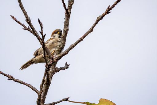 スズメの若鳥⑼ スズメの若鳥⑼ 鳥,スズメ,若鳥の写真素材