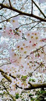 春桜満開 春桜満開の写真