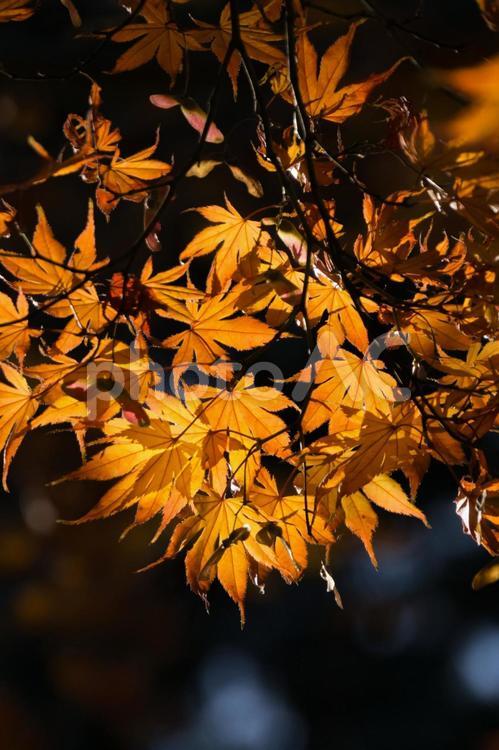 北浦和公園の紅葉 紅葉,モミジ,日陰の写真素材