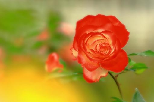 幻想的な秋咲きの赤い薔薇 幻想的な秋咲きの赤い薔薇 植物,花,薔薇の写真素材
