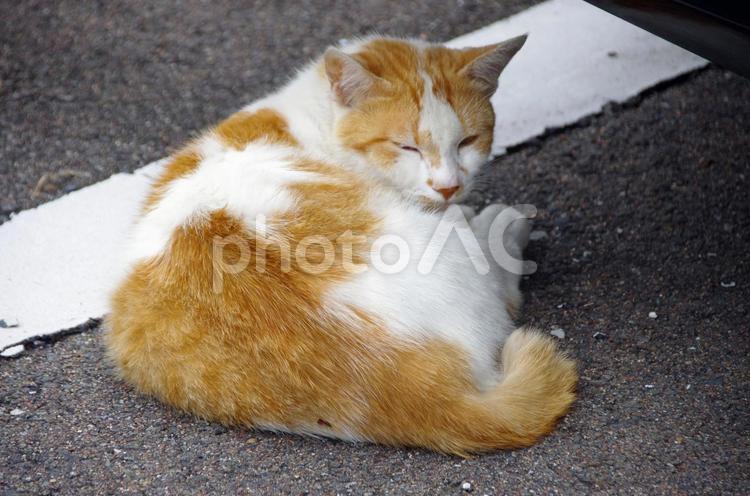 ネコ　リラックス　ねこ　猫　野良猫 ネコ,ねこ,猫の写真素材