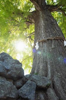 御神木の大銀杏 木,銀杏,木漏れ日の写真素材
