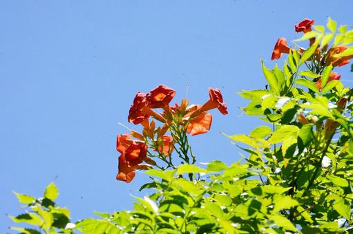 Orange trumpet vines shining against the blue sky, JPG Orange trumpet vines shining against the blue sky, JPG