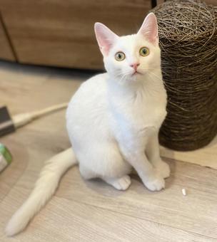 子猫のこまつちゃん 子猫のこまつちゃんの写真