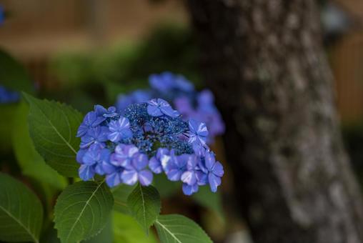 紫陽花 あじさい,アジサイ,紫陽花の写真素材