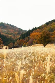 黄金のすすきの高原の写真