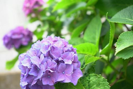 紫陽花の写真