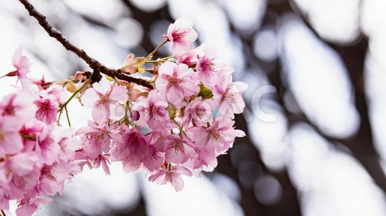 桜満開 桜,満開,河津桜の写真素材