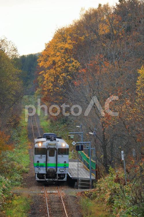 晩秋の札沼線(キハ40系) 縦写真 札沼線,秋,紅葉の写真素材