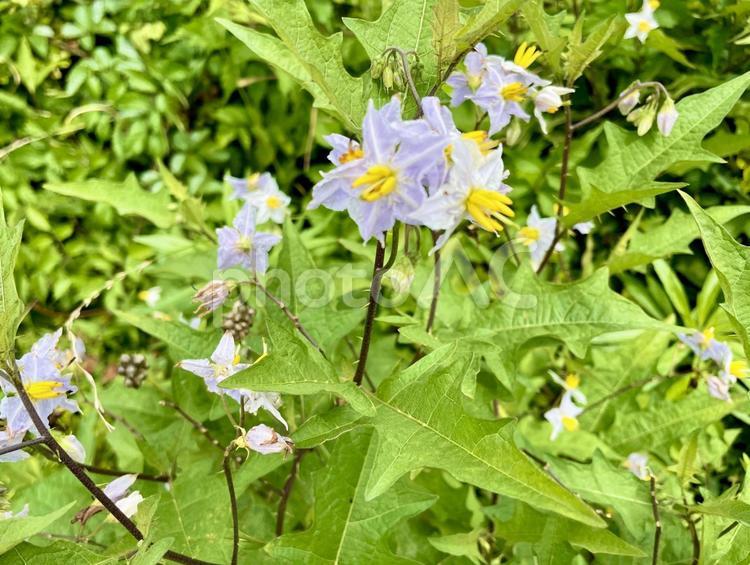 ワルナスビ 花,植物,自然の写真素材
