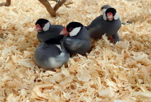 文鳥 文鳥,鳥,小鳥の写真素材