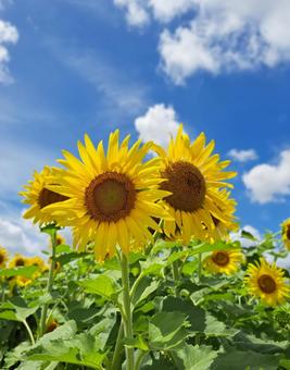 向日葵と青空 ヒマワリ,自然,晴れの写真素材