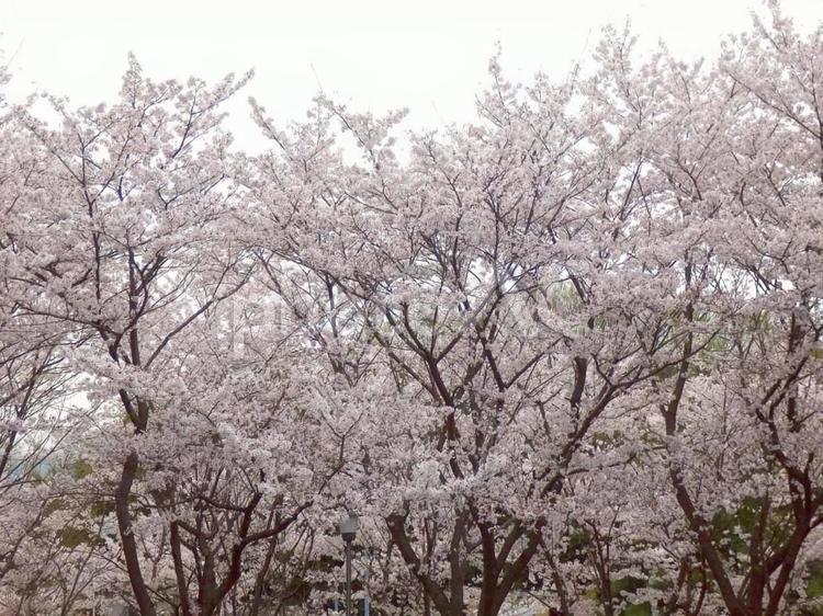 【桜の写真】桜が咲く風景 桜,さくら,サクラの写真素材