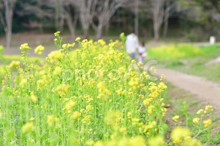 菜の花畑、春をさがしに、黄色の花 蓬庵フォト菜の花,植物,夏の写真素材
