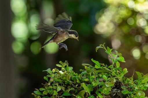 Photo, yamagara, young bird, birdie, 