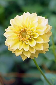 宝塚ダリア園秋ダリア49ゴールドラッシュ 宝塚市,宝塚ダリア園,ダリアの写真素材