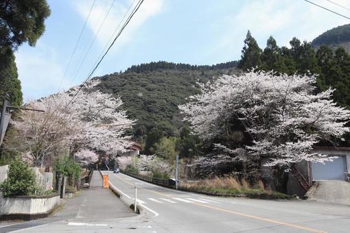 桜並木 桜並木の写真