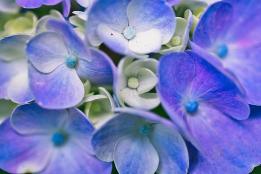 青い紫陽花のアップ 青い紫陽花のアップ 花,紫陽花,植物の写真素材