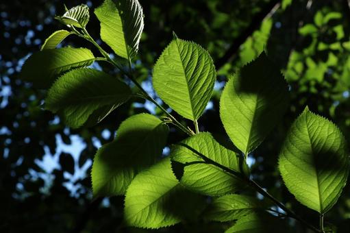 森 森の写真