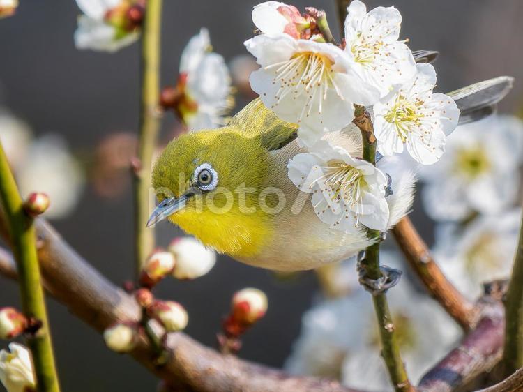 梅の花とメジロ・ウメジロー メジロ,ウメジロー,野鳥の写真素材