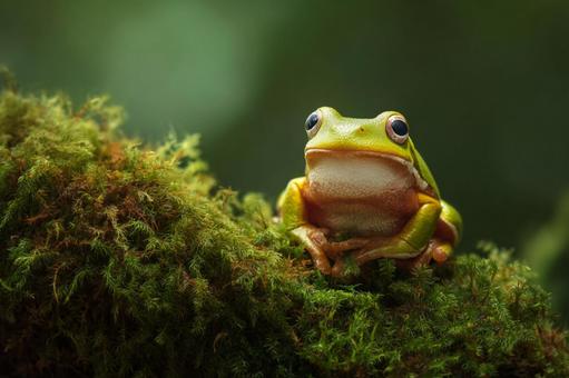 苔の上に座る可愛いアマガエルの写真