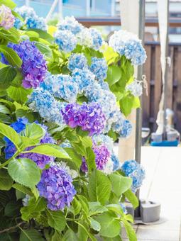 あじさい あじさい あじさい,アジサイ,紫陽花の写真素材