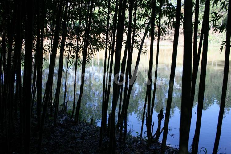 サンパウロ州の竹林と池　ブラジル 竹林,サンパウロ州,池の写真素材