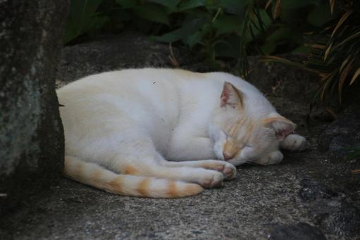 cat, JPG