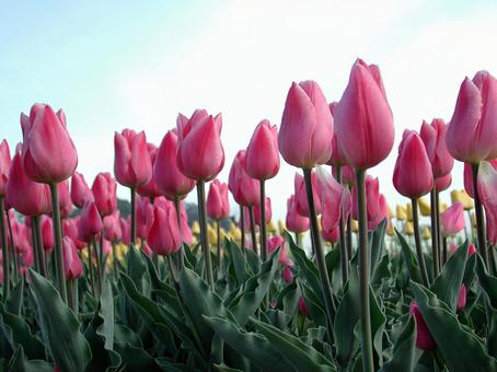 チューリップ・Tulips　咲く風景 球根植物,チューリップ,風景の写真素材