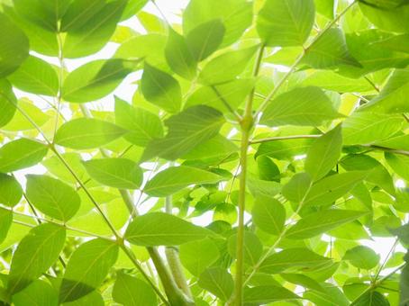 Photo, fresh green, green leaves, young leaves, 