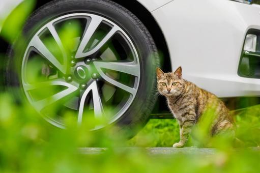 猫(114) 猫,食肉目,ネコ科の写真素材