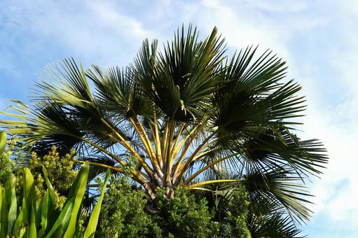セブ島のやしの木 セブ島,フィリピン,緑の写真素材