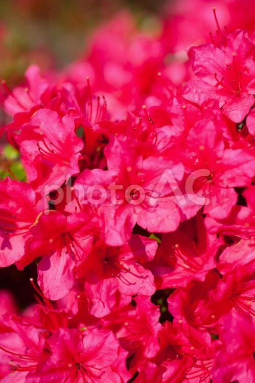 赤い花のイメージ2 花,はな,植物の写真素材