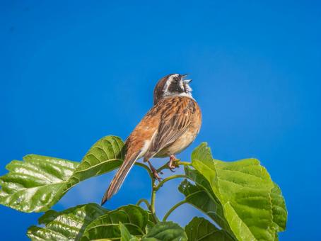 枝にとまるホオジロ 枝にとまるホオジロ ホオジロ,頬白,野鳥の写真素材