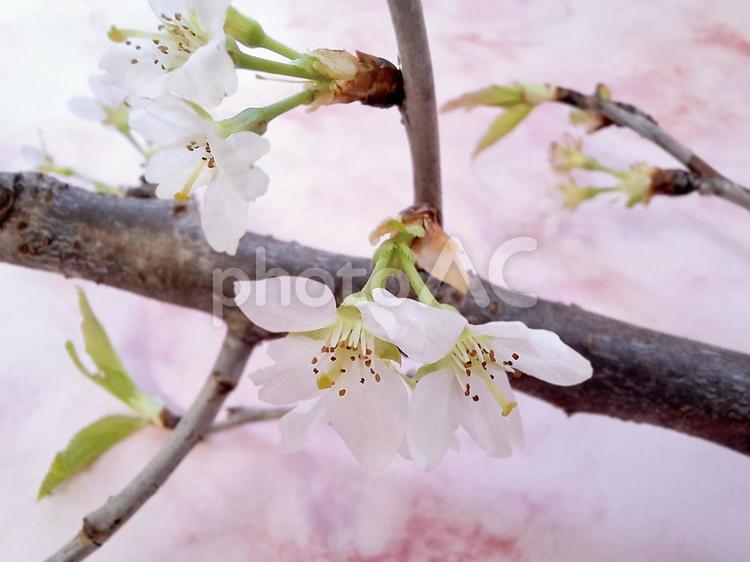 桜の花アップ_和紙バック_1 さくら,桜,花の写真素材