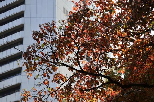 赤く色づく木と高層ビルのある街並み 赤く,色づく,高層ビルの写真素材