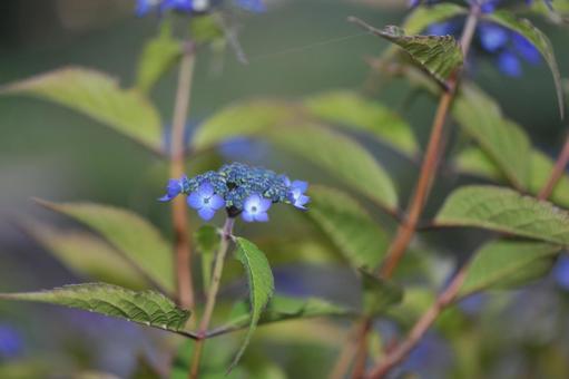 Mountain hydrangea, JPG Mountain hydrangea, JPG