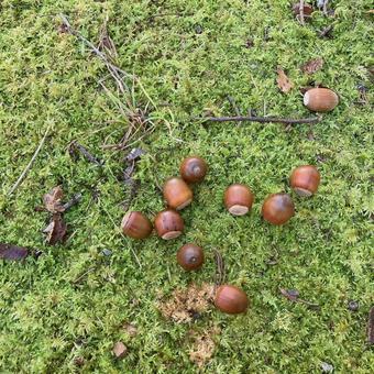 Photo, acorn, park, unmanned, 