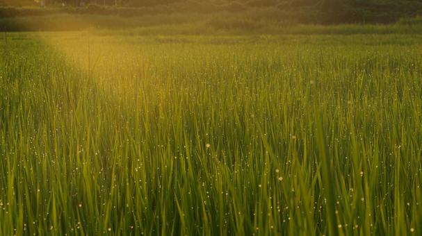 稲を照らす夏の朝の光 稲を照らす夏の朝の光 朝日,早朝,太陽光の写真素材