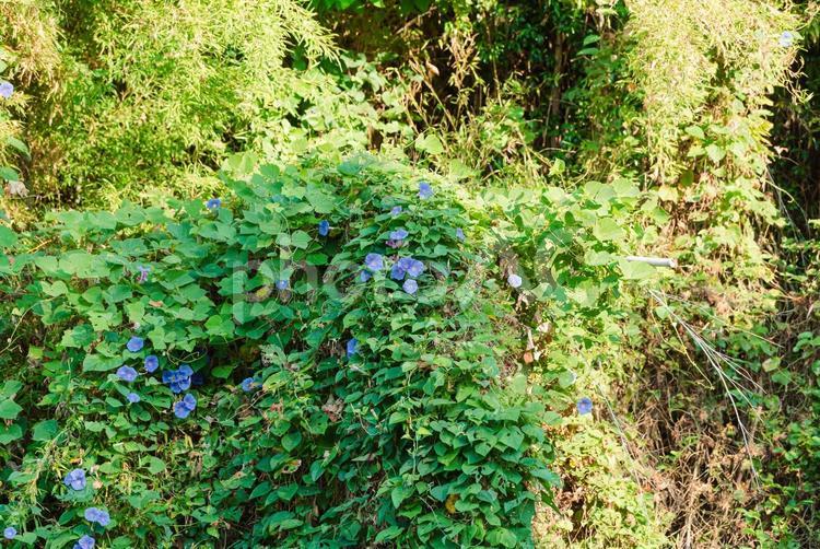 鬱蒼とした林の中で咲くギンヨウアサガオ ギンヨウアサガオ,花,flowerの写真素材