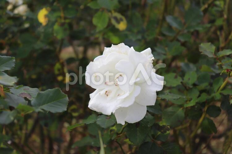 イギリス生まれの白い薔薇、マーガレット・メリル 薔薇,花,植物の写真素材