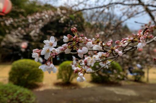 さくら さくらの写真