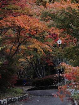 紅葉グラデーション 紅葉,紅葉グラデーション,秋の写真素材