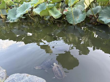 池で泳ぐ亀たち 池で泳ぐ亀たちの写真