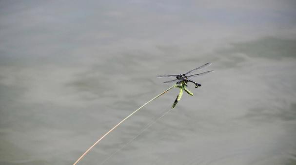 夏の水元公園・池のトンボ（東京都葛飾区） 夏,水元公園,トンボの写真素材