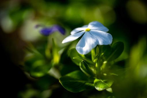 ニチニチソウ ニチニチソウ,花,白の写真素材