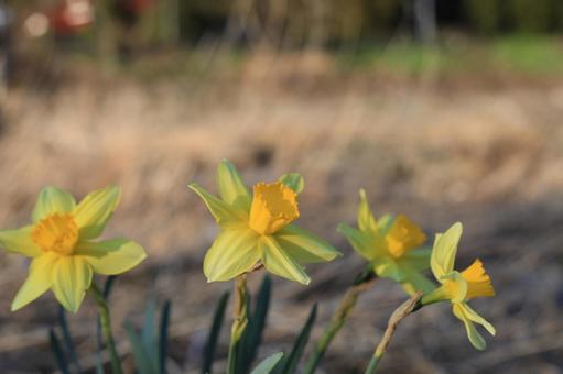 スイセン スイセンの写真