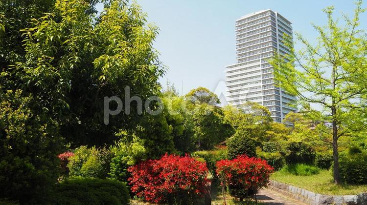 初夏の東京・新緑の木場公園＆街（江東区） 初夏,新緑,木場公園の写真素材