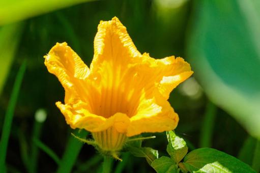 畑で育つかぼちゃの黄色い花 畑で育つかぼちゃの黄色い花 花,野菜,植物の写真素材